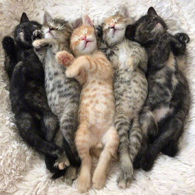 猫咪