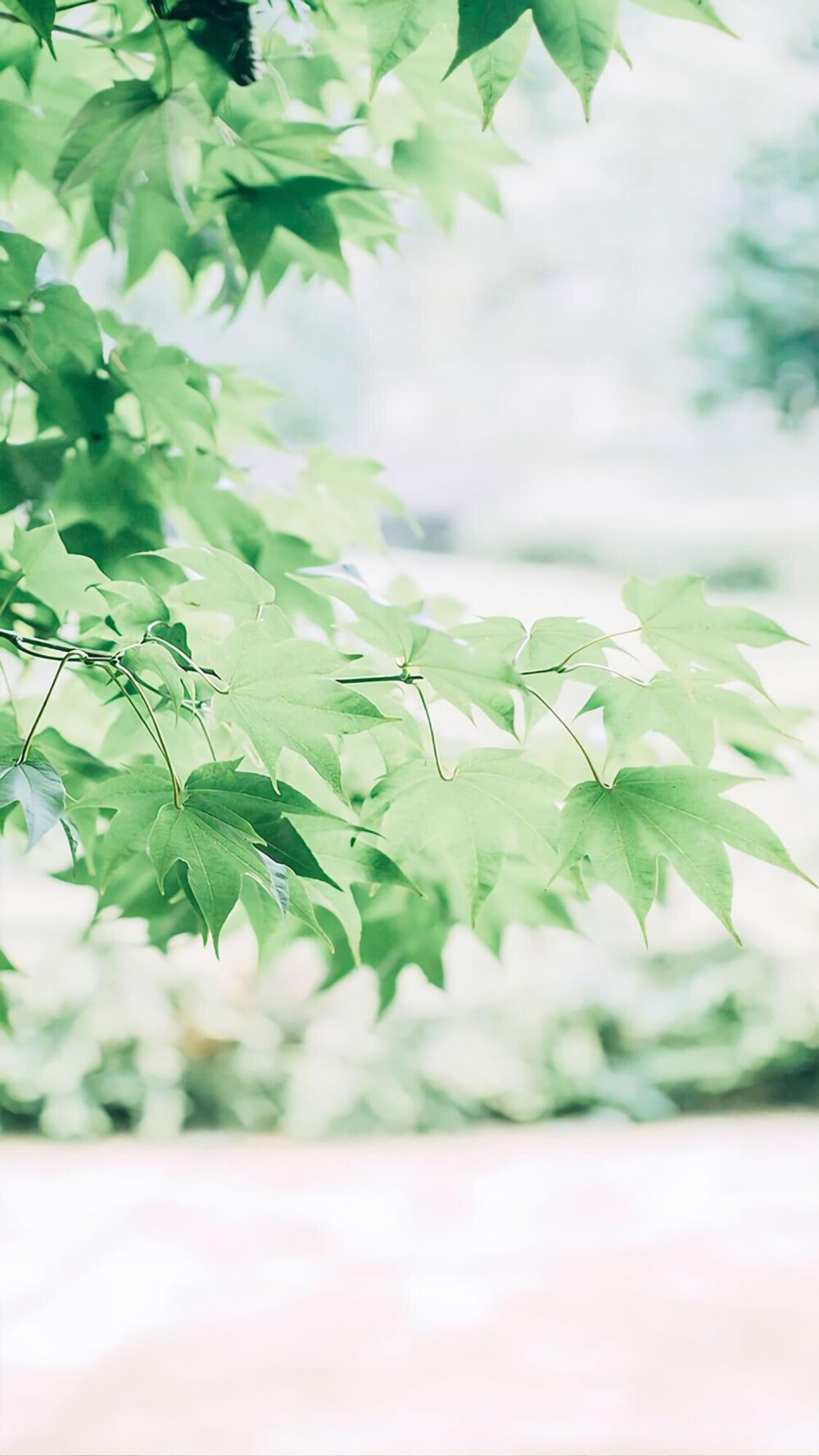 夏日清新绿色壁纸