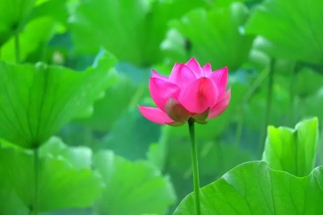 如梦令--荷塘初妍
润雨软风晨雾。碧叶青池苍鹭。
凝目觅芳华，回望绿舟妍渡。
不负。不负。
孟夏最初娇妩。