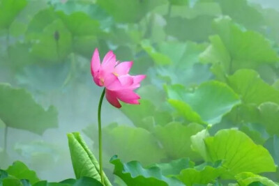 如梦令--荷塘初妍
润雨软风晨雾。碧叶青池苍鹭。
凝目觅芳华，回望绿舟妍渡。
不负。不负。
孟夏最初娇妩。