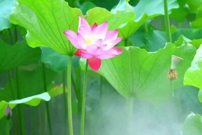 如梦令--荷塘初妍
润雨软风晨雾。碧叶青池苍鹭。
凝目觅芳华，回望绿舟妍渡。
不负。不负。
孟夏最初娇妩。