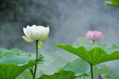 如梦令--荷塘初妍
润雨软风晨雾。碧叶青池苍鹭。
凝目觅芳华，回望绿舟妍渡。
不负。不负。
孟夏最初娇妩。