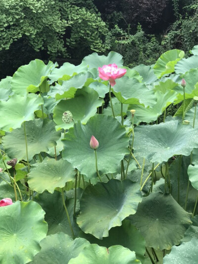 如梦令--荷塘初妍
润雨软风晨雾。碧叶青池苍鹭。
凝目觅芳华，回望绿舟妍渡。
不负。不负。
孟夏最初娇妩。