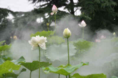 如梦令--荷塘初妍
润雨软风晨雾。碧叶青池苍鹭。
凝目觅芳华，回望绿舟妍渡。
不负。不负。
孟夏最初娇妩。