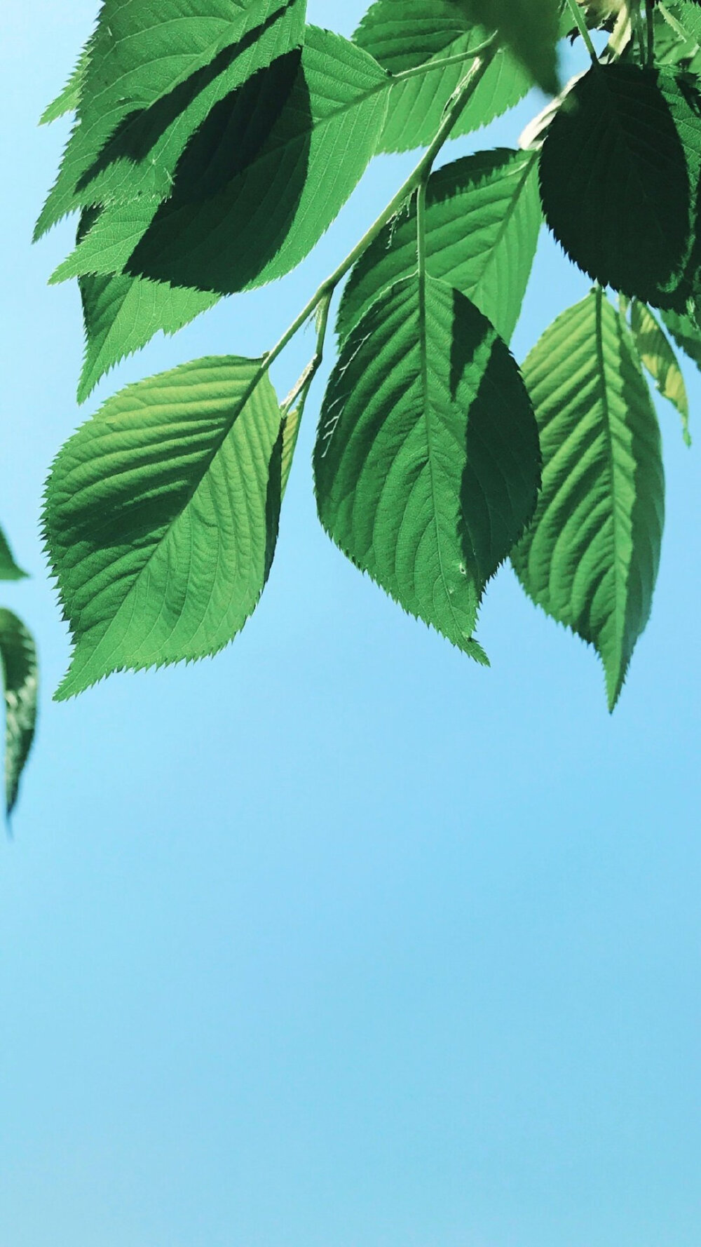 夏日高清壁纸