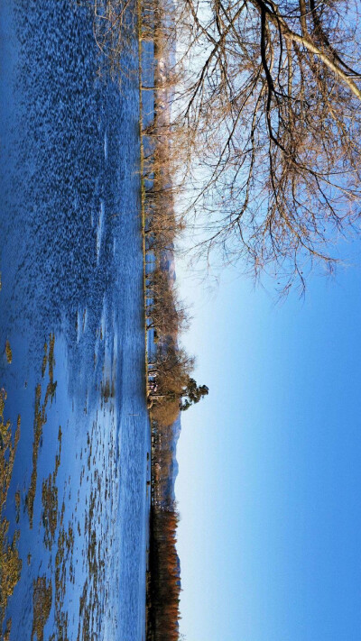 水杉湿地