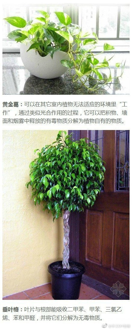 【9款吸毒植物】放在家里或寝室，既美观又净化空气，马！！！