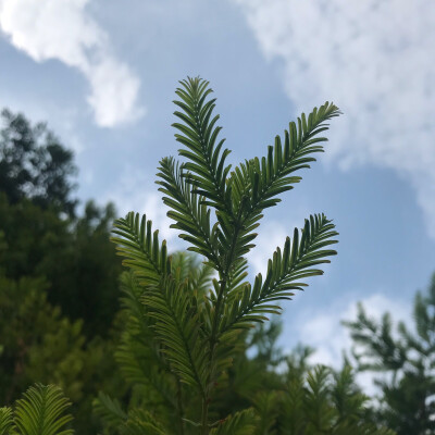 夏日 江边好风光