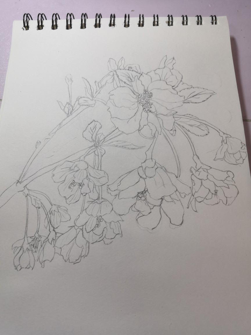 白描的花