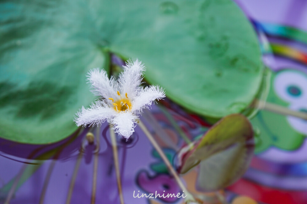 一叶莲（龙胆科莕菜属的金银莲花，一叶莲是商品名）真是一个太容易让人有成就感的植物。买回来的时候光秃秃一片叶子，还被我不小心戳了两个洞，丢水里半个月，天天开花不说，还长了两片新叶子出来。新叶上也带着花苞，一天一个样。鱼缸养不下之后只能丢在脸盆里，现在脸盆也养不下了…唯一的缺点是花期太短，早上出门时花苞还没开，晚上回家时就谢了。但人家毛绒绒雪白白的讨人喜欢呀，终于逮住休息日拍到了它的花（脸盆太丑了下次换个缸重新拍人家本来很美的！）强烈推荐懒人和植物杀手养一下，会对自己的养花技术瞬间自信起来！我本人拍胸脯保证能养活，不信养死了你给我发红包！