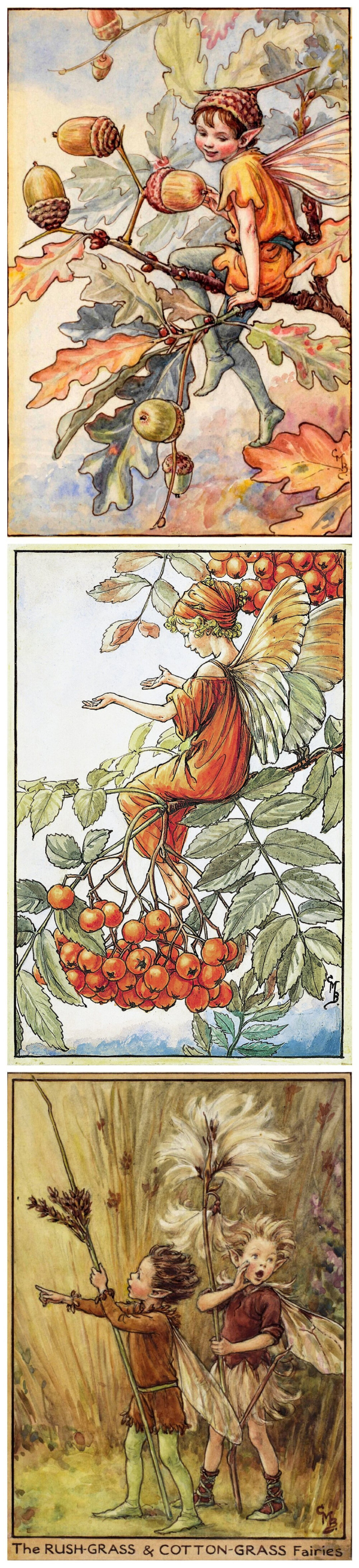 花仙子 Flower Fairies 作者:Cicely Mary Barker