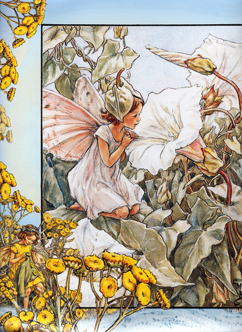 花仙子 Flower Fairies 作者:Cicely Mary Barker