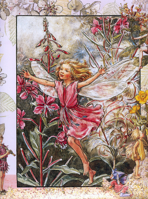 花仙子 Flower Fairies 作者:Cicely Mary Barker