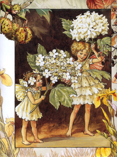 花仙子 Flower Fairies 作者:Cicely Mary Barker