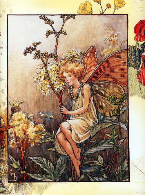 花仙子 Flower Fairies 作者:Cicely Mary Barker