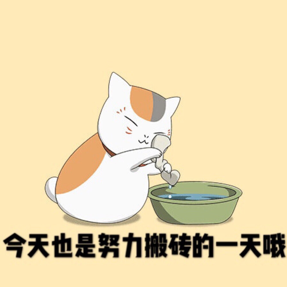 猫咪老师表情包