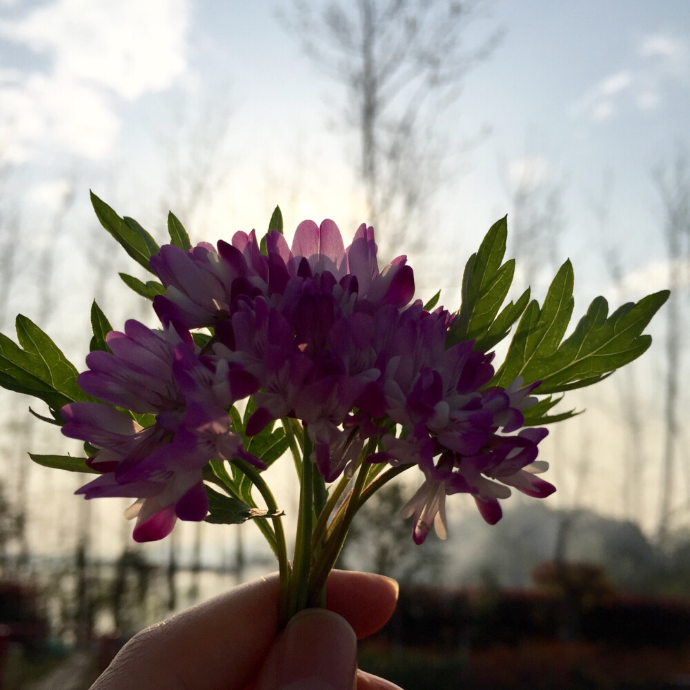 春天的茶花 秋天的木芙蓉 