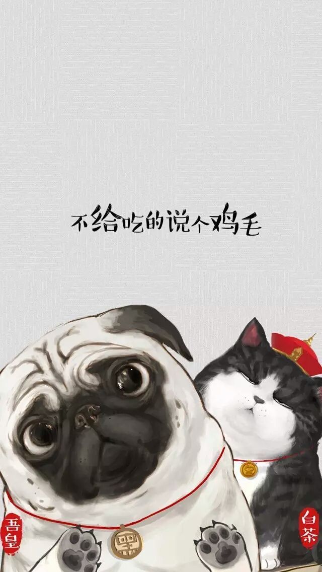 白茶与猫 吾皇