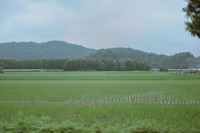 杨梅熟了
摄影：洪小漩
出镜：家人
梅雨时节，家中爷爷种的杨梅也到了时候。阿科心心念念，说要买个酒缸，回家为妈妈浸一些杨梅酒。
回去之前，阿科和小叔打了个电话，小叔不知道从哪里搞来一辆三轮车，在集市上…