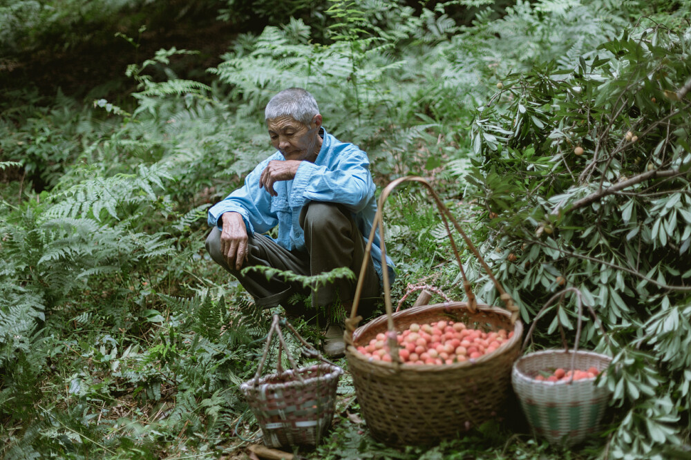 杨梅熟了
摄影：洪小漩
出镜：家人
梅雨时节，家中爷爷种的杨梅也到了时候。阿科心心念念，说要买个酒缸，回家为妈妈浸一些杨梅酒。
回去之前，阿科和小叔打了个电话，小叔不知道从哪里搞来一辆三轮车，在集市上买了些浸酒的糟烧，捎上我们俩，一同去爷爷奶奶家。
并排席地坐在小叔驾驶的“敞篷车”上，看着两边风景后退，那感觉还蛮妙的。
和以往的每次一样，爷爷奶奶早已准备好了一桌饭菜，其中，绍兴梅干菜扣肉是从未缺过席的。五个人围着八仙桌入座，除了我外，几乎每个人在吃饭之前，都要喝点小酒，小叔斟的是黄酒，爷爷奶奶是杨梅烧，阿科则随性作陪，象征性喝几口便满脸涨红。
来了那么多次，爷爷奶奶依然用不太标准的普通话一直招呼我，吃肉，多吃点，再吃点。小叔担心我故作客气，便主动帮我开了第二瓶六个核桃。这倒是搞得我有些不好意思。
饭罢，几个人换了长袖长裤套鞋，提着锄头柴刀框子上山摘杨梅。爷爷的杨梅种在半山腰，年岁比阿科的小不了太多。看着满地跌落的杨梅，阿科说，爷爷这些年体力不济了，以往都是他老人家独自上树采好，等着孩子们回家来。
杨梅树枝脆得很，攀爬采摘，稍有不慎，可能就会折断。小叔择一些偏细的枝丫用