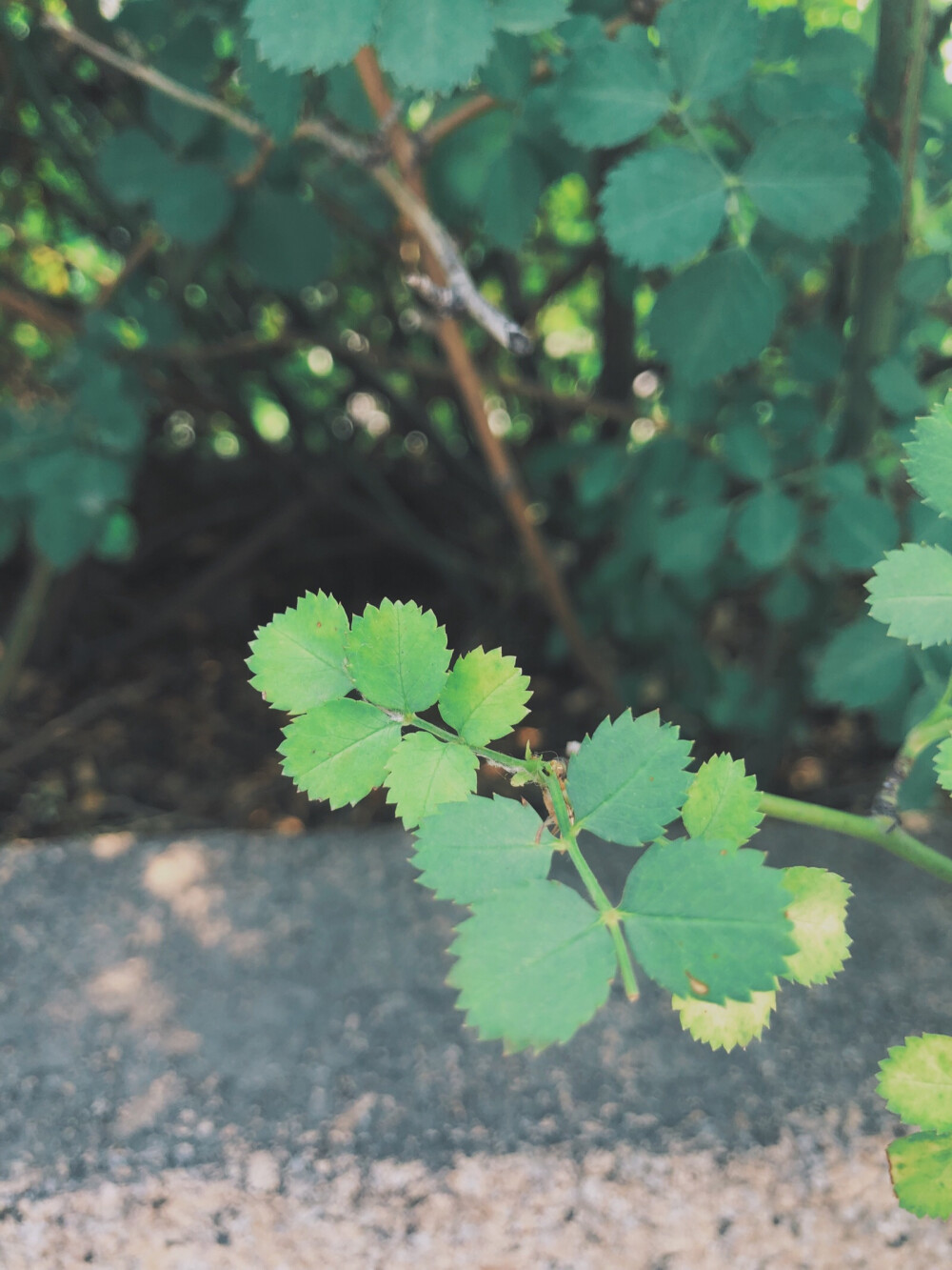 手拍 小植物 壁纸