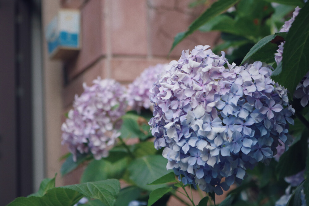 手拍 小植物 壁纸