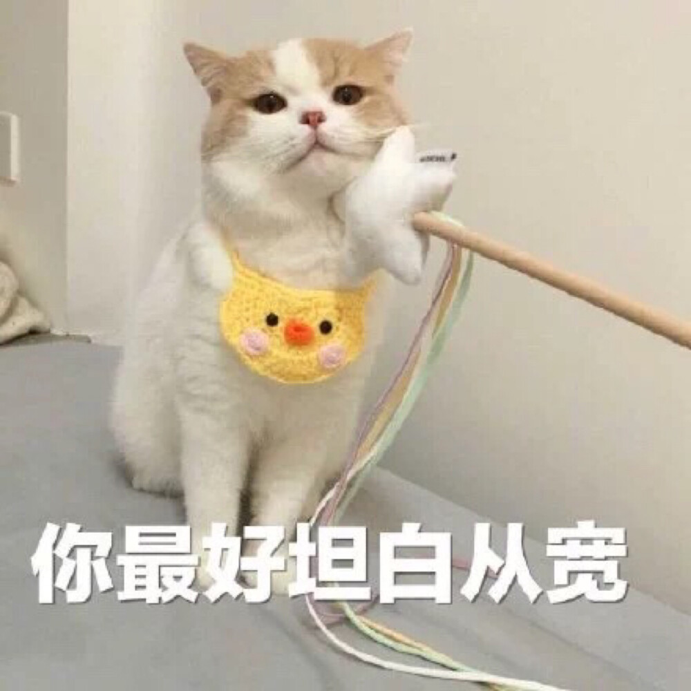 萌宠可爱猫表情包头像