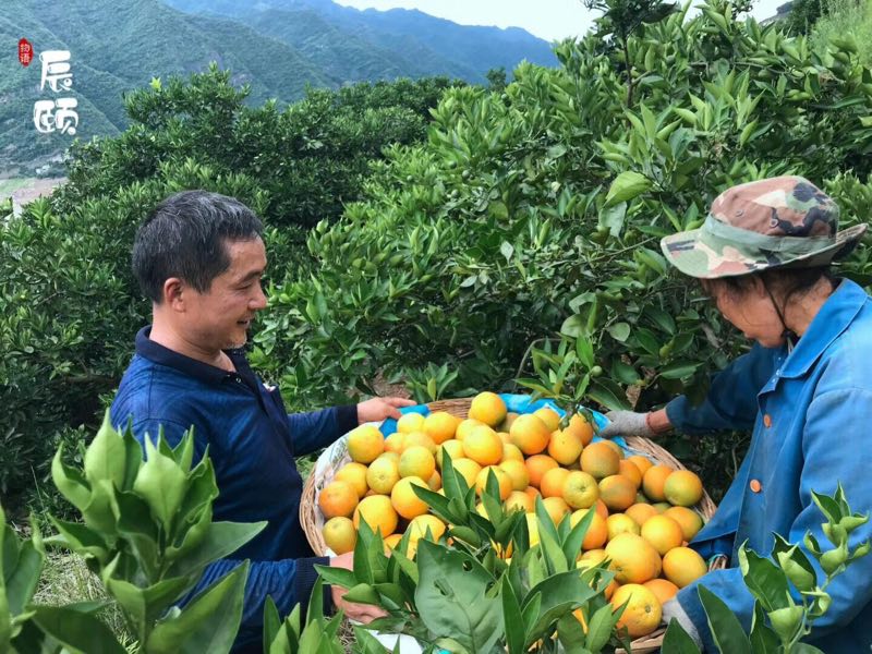 秭归夏橙，夏季现摘