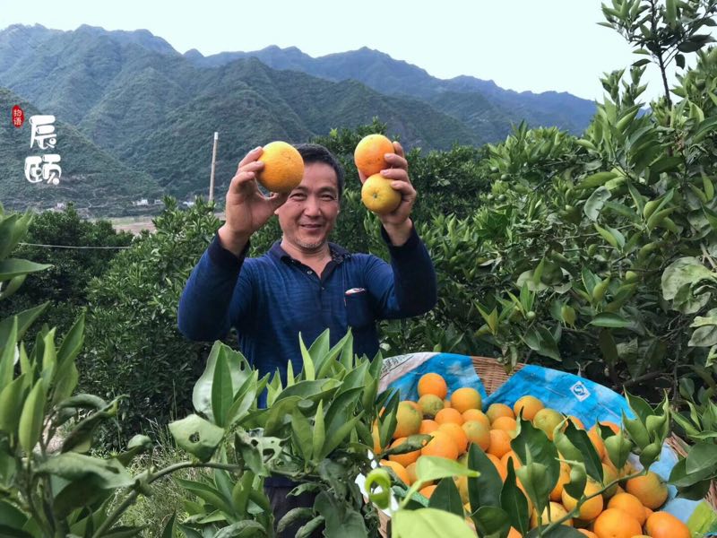 秭归夏橙，夏季现摘