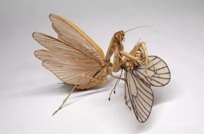 Noriyuki Saitoh是世界上少数
能够结合解剖精华和丰富想象力
于一体的艺术家之一。
他以如同解剖学一样精准的精神，
加上艺术家特有的美学观感，
制作出的竹编昆虫，
细腻而精致，
连翅膀纹路都清晰可见！