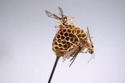 Noriyuki Saitoh是世界上少数
能够结合解剖精华和丰富想象力
于一体的艺术家之一。
他以如同解剖学一样精准的精神，
加上艺术家特有的美学观感，
制作出的竹编昆虫，
细腻而精致，
连翅膀纹路都清晰可见！
