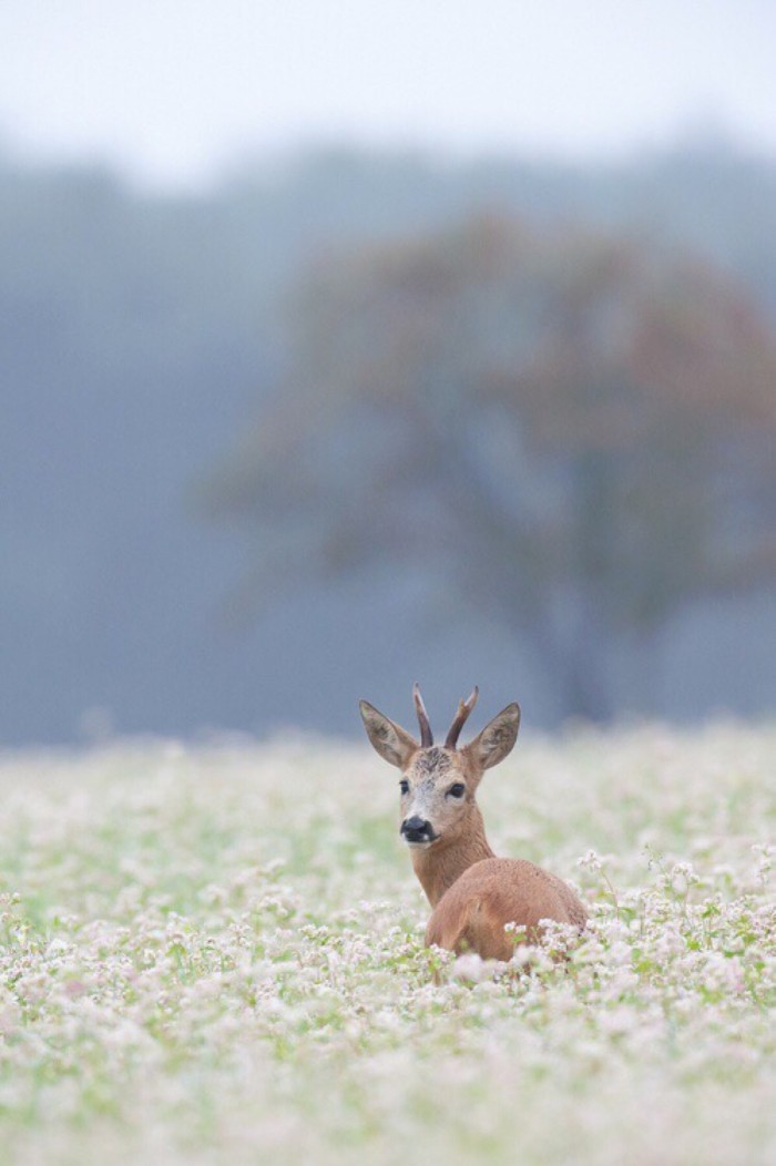 鹿 梅花鹿
