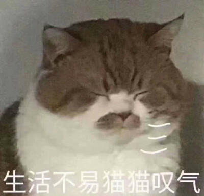 萌猫