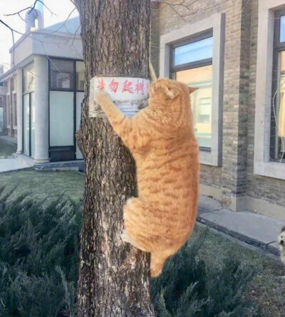 萌猫