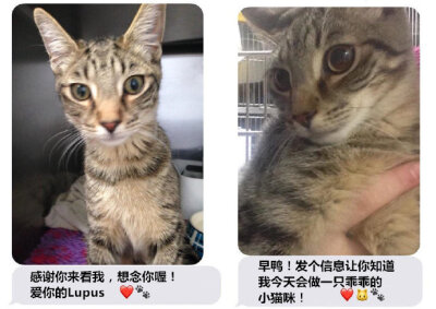 网友的猫咪需要做手术，送去医院住院。原本还很担心猫咪在医院的情况，没想到护士小姐姐发来照片，超暖心der！reddit：Sehrazad