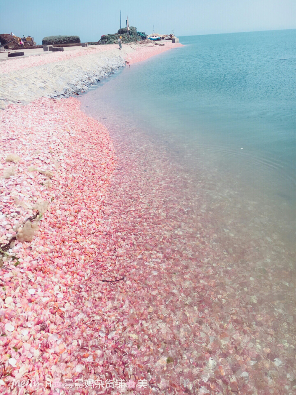 粉色贝壳海…美景