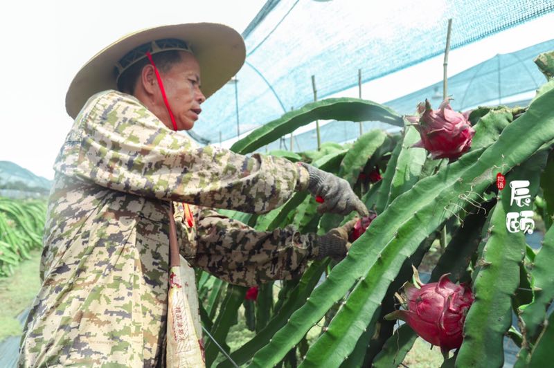 金都一号火龙果，10成熟采摘，甜度21，刷新你的味蕾