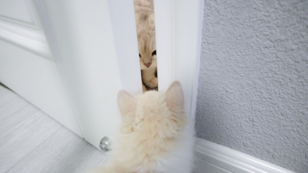 图源:花花与三猫CatLive
新成员年糕弟弟！