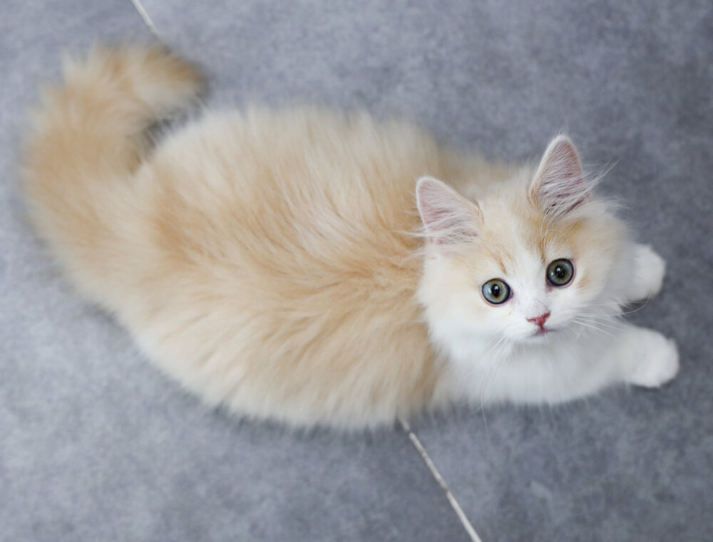图源:花花与三猫CatLive
新成员年糕弟弟！