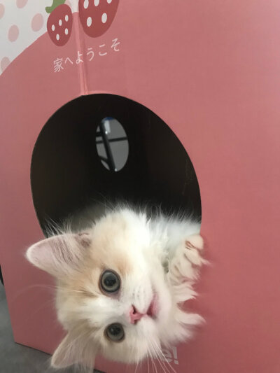 图源:花花与三猫CatLive