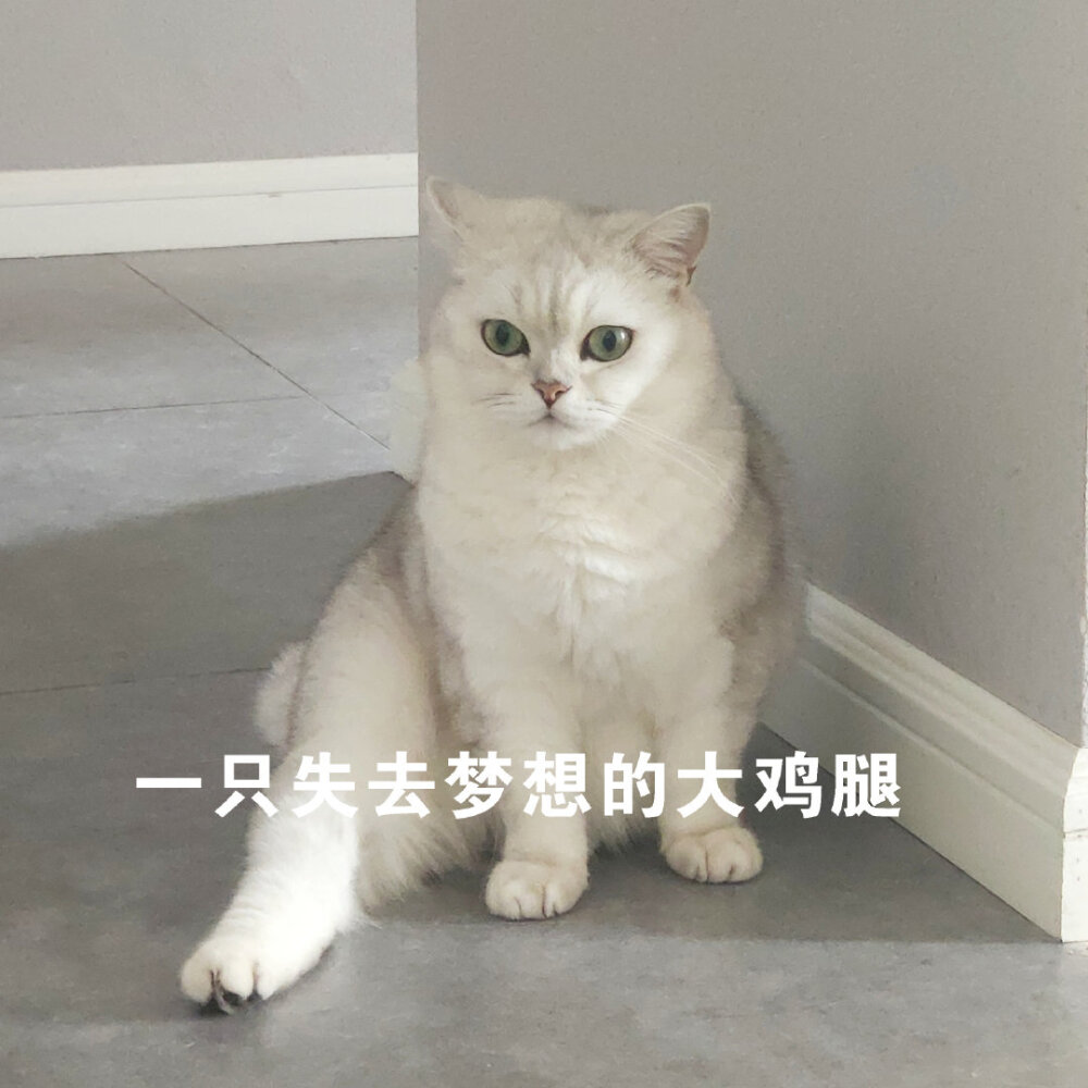 图源:花花与三猫CatLive