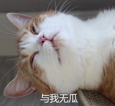 图源:花花与三猫CatLive