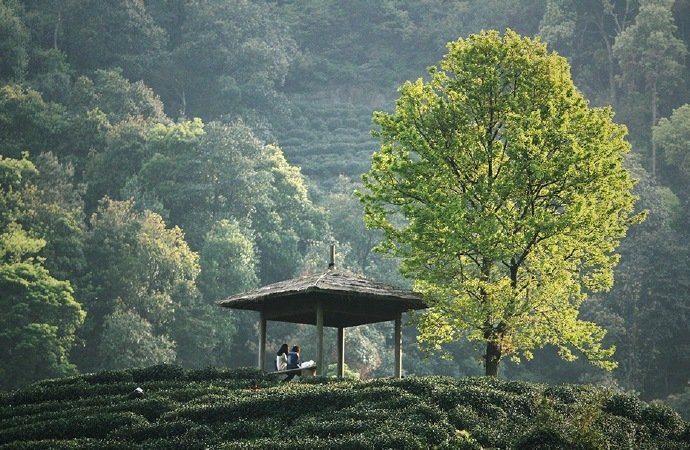 微风带茶香 …