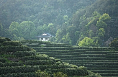 微风带茶香 …