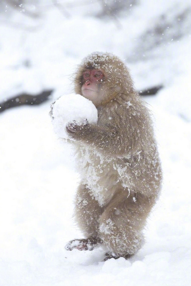 萌翻了~冬天在雪地里滚雪球、打雪仗的小猴子们！