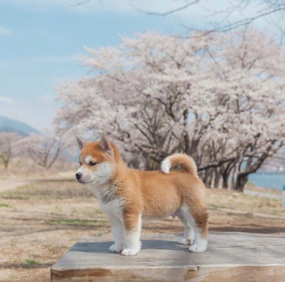 柴犬