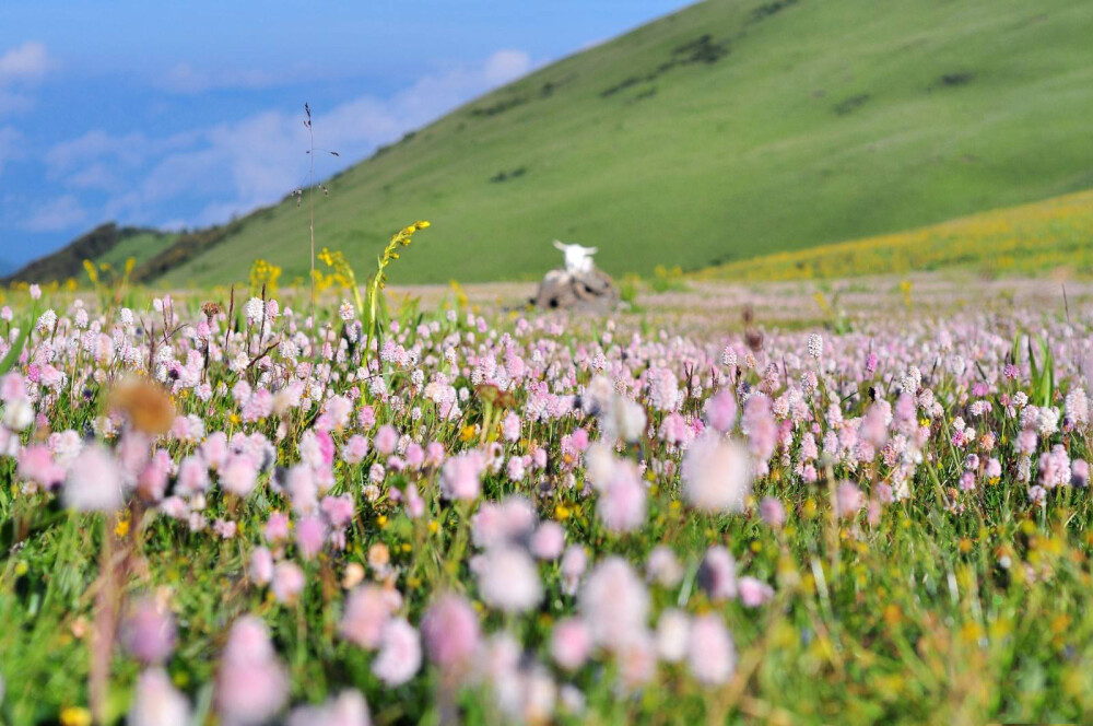 阿坝·云顶花海