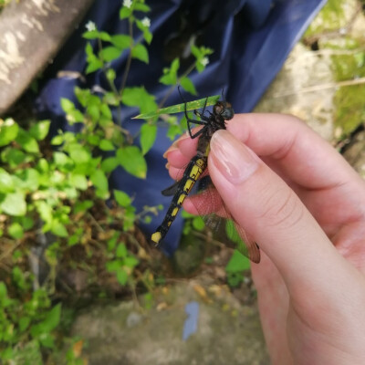 抓到一只蜻蜓
我发现自己并不反感蜻蜓虫卵