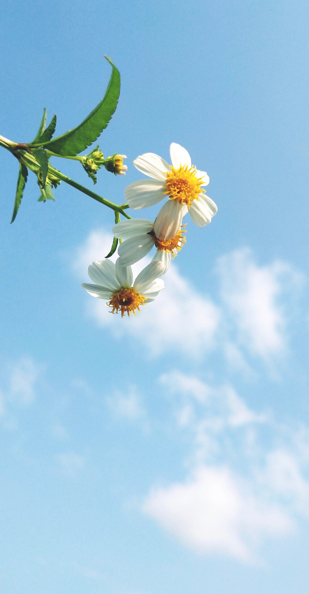 天空与花朵