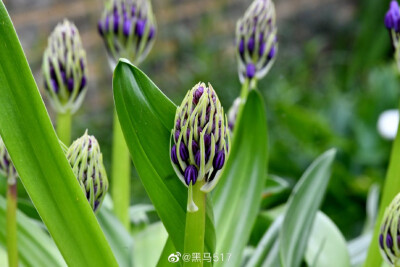 地中海蓝瑰花，百合科，蓝瑰花属